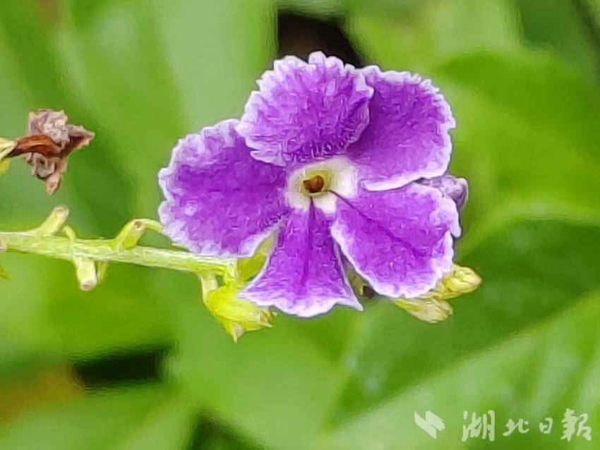 捕鱼送彩金