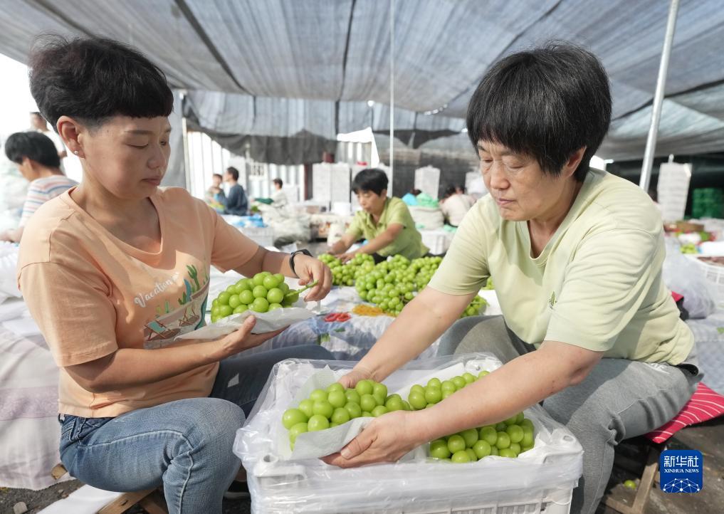 金沙网络平台